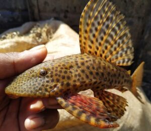 Figure 6: Catfish – Hypostomus sp. (Iguaçu Basin).
