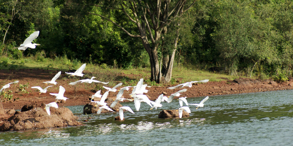 Programa de Fauna Silvestre em Instalações