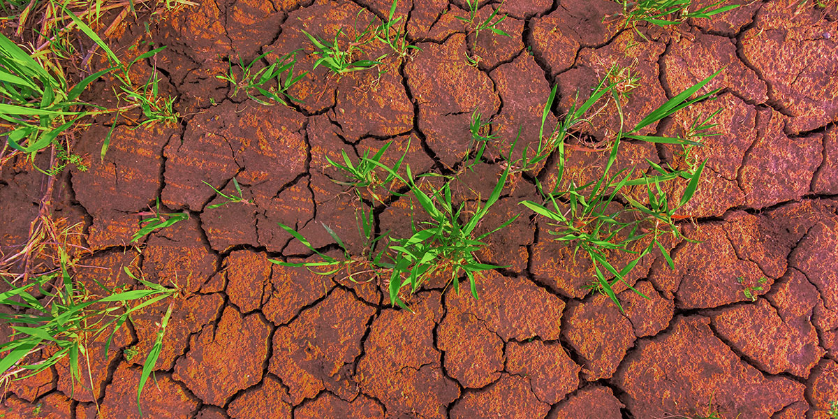 Programa de Monitoramento da Supressão Vegetal