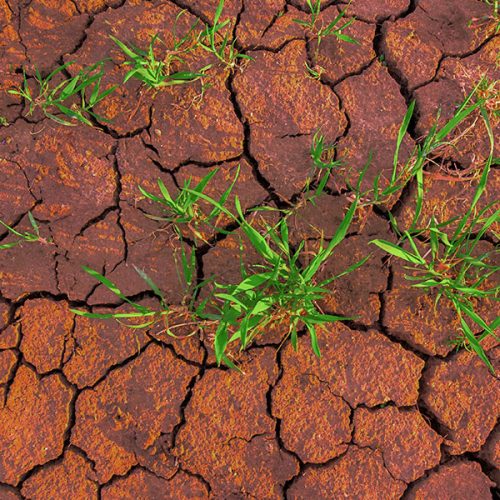 Programa de Monitoramento da Supressão Vegetal